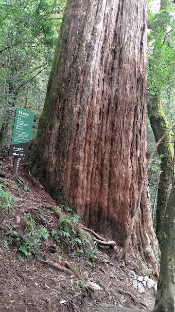 拉拉山國家森林遊樂區 - 神木14號