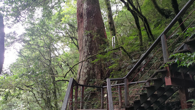 拉拉山國家森林遊樂區 - 越野山林之旅