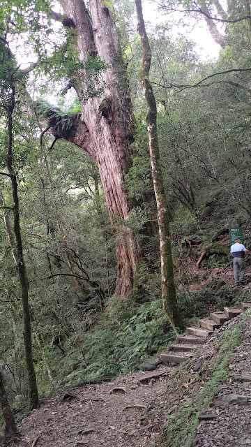 拉拉山國家森林遊樂區 - 神木13號