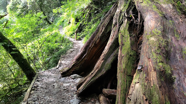 拉拉山國家森林遊樂區 - 手作步道的智慧