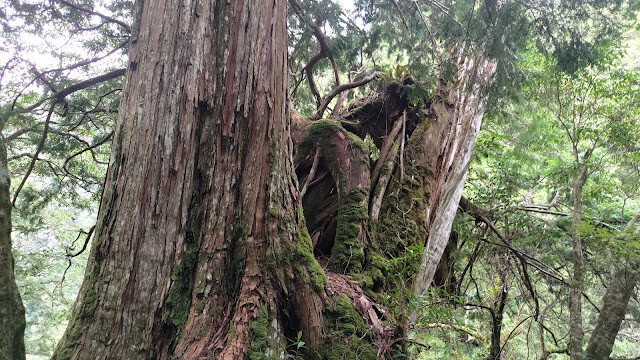 拉拉山國家森林遊樂區 - 拉拉山鳥類