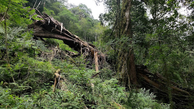 拉拉山國家森林遊樂區 - 手作步道的智慧