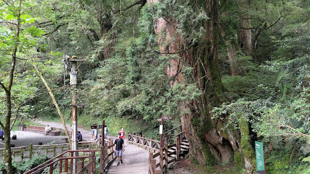 拉拉山國家森林遊樂區 - 神木4號