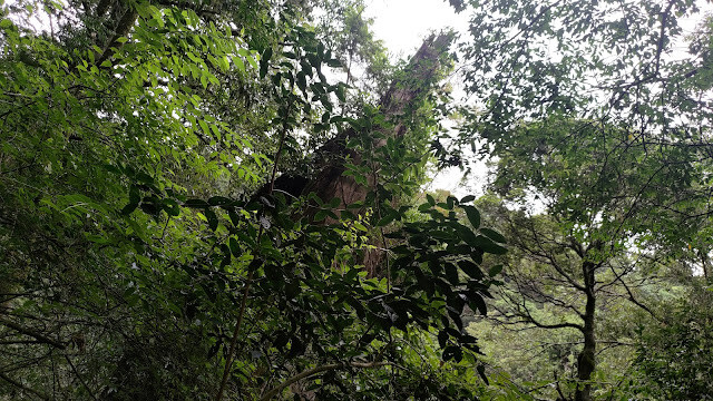 拉拉山國家森林遊樂區 - 神木8號