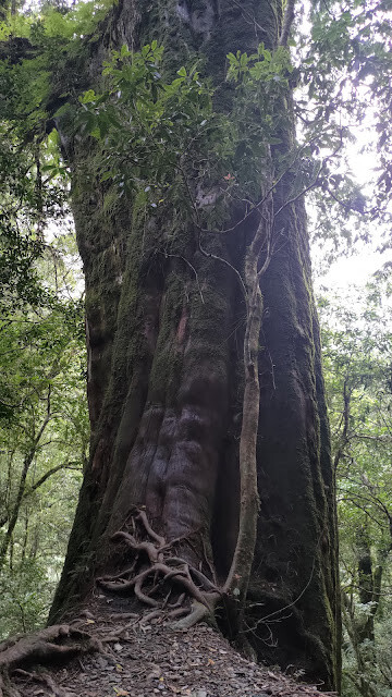 拉拉山國家森林遊樂區 - 神木20號