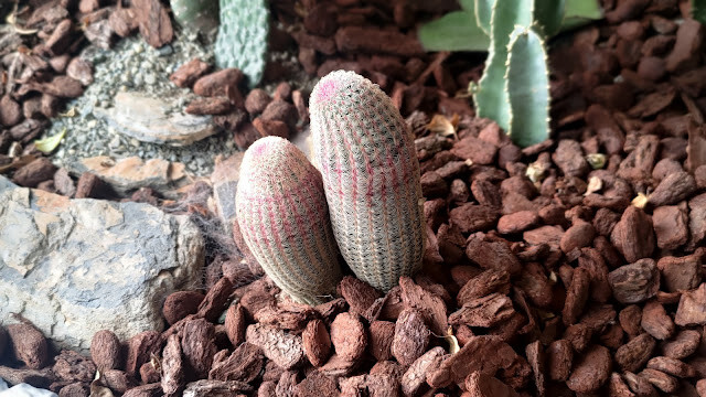 戶羽機關車園區 - 植栽造景 (仙人掌)