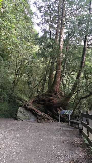 拉拉山國家森林遊樂區 - 神木22號