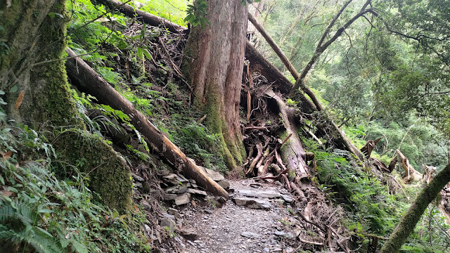 拉拉山國家森林遊樂區 - 飽覽巨木之旅