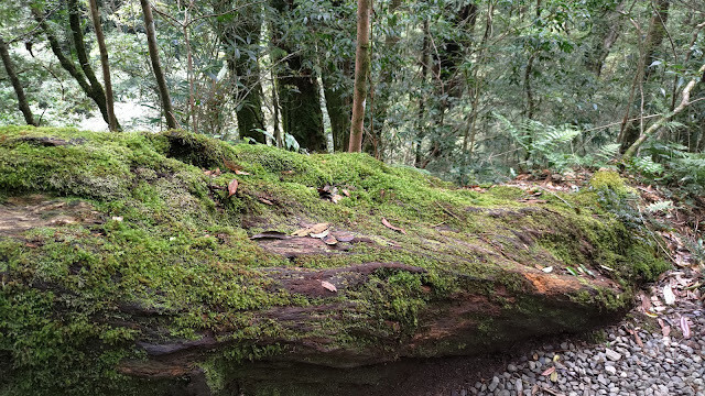 拉拉山國家森林遊樂區 - 迷霧森林之旅