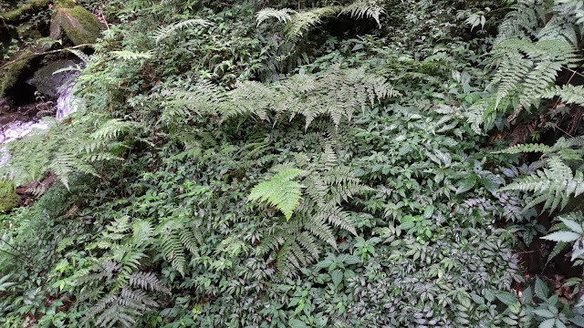 拉拉山國家森林遊樂區 - 蕨類