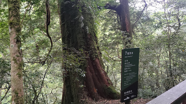 拉拉山國家森林遊樂區 - 神木7號