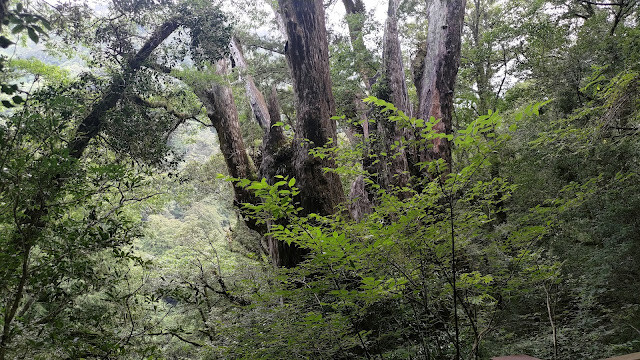 拉拉山國家森林遊樂區 - 神木18號