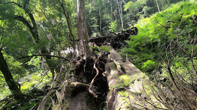 拉拉山國家森林遊樂區 - 手作步道的智慧