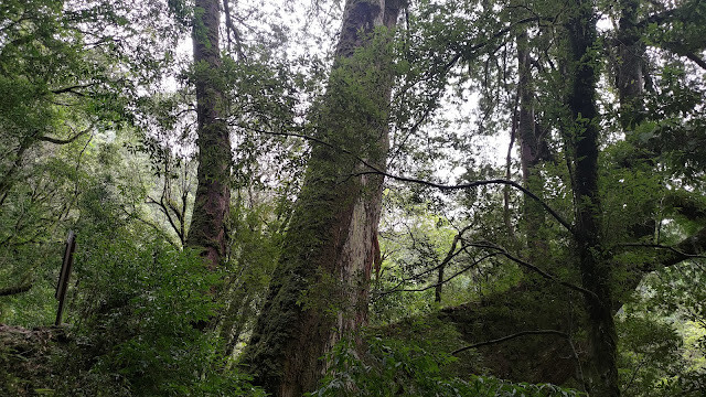 拉拉山國家森林遊樂區 - 神木12號