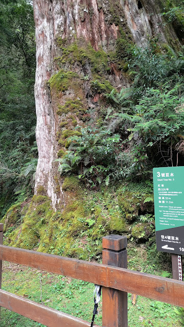 拉拉山國家森林遊樂區 - 神木3號