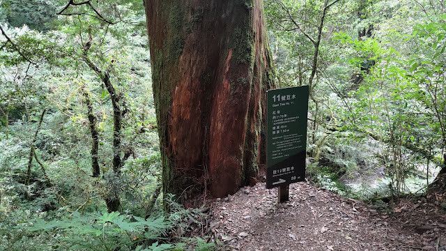 拉拉山國家森林遊樂區 - 神木11號