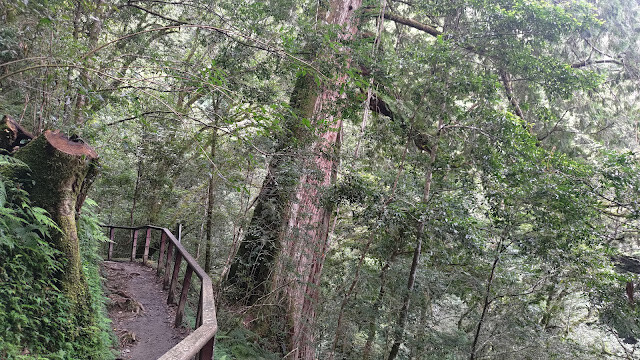 拉拉山國家森林遊樂區 - 神木6號