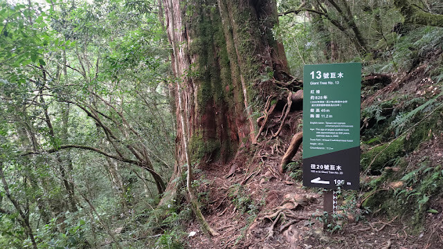 拉拉山國家森林遊樂區 - 神木13號