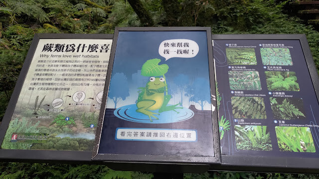 拉拉山國家森林遊樂區 - 蕨類