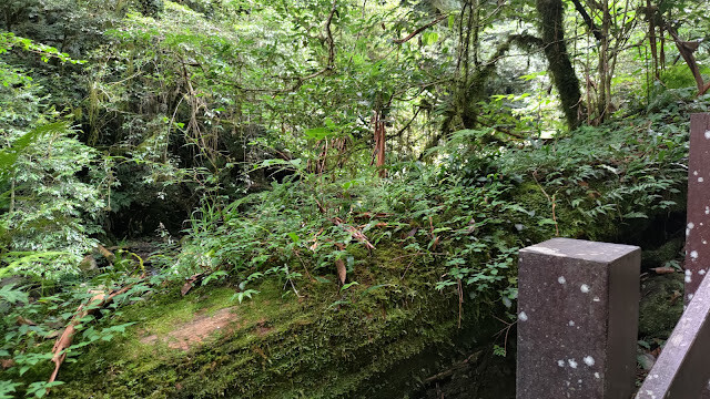 拉拉山國家森林遊樂區 - 紅檜更新機制