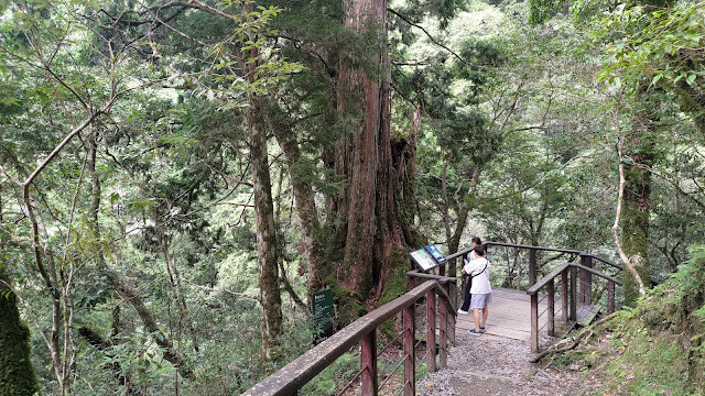 拉拉山國家森林遊樂區 - 神木9號