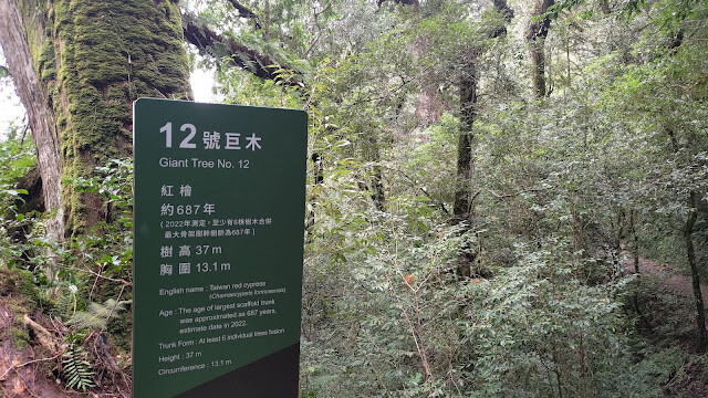 拉拉山國家森林遊樂區 - 神木12號