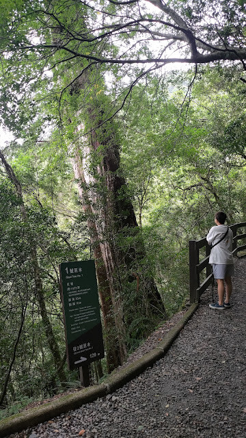 拉拉山國家森林遊樂區 - 神木1號