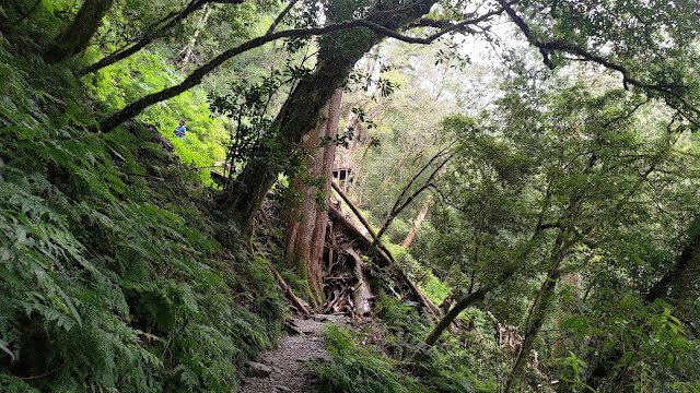 拉拉山國家森林遊樂區 - 飽覽巨木之旅