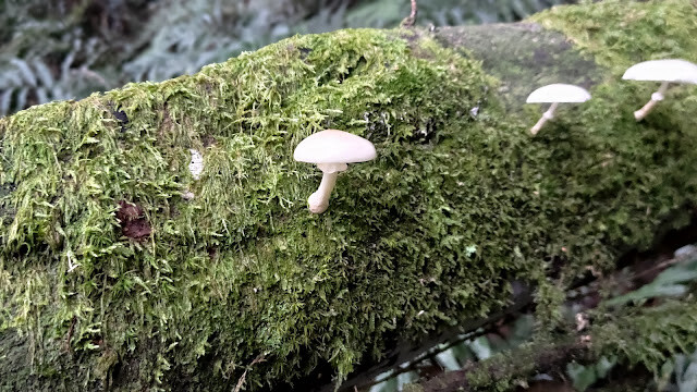 拉拉山國家森林遊樂區 - 野菇