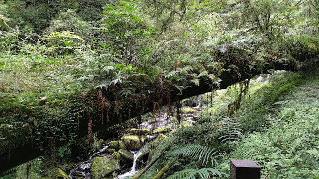 拉拉山國家森林遊樂區 - 紅檜更新機制