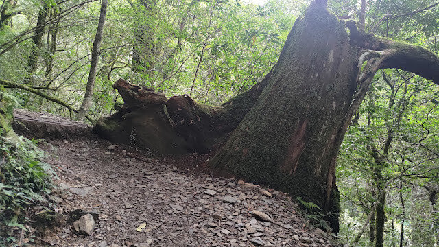 拉拉山國家森林遊樂區 - 越野山林之旅