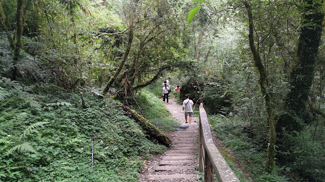 拉拉山國家森林遊樂區 - 迷霧森林之旅