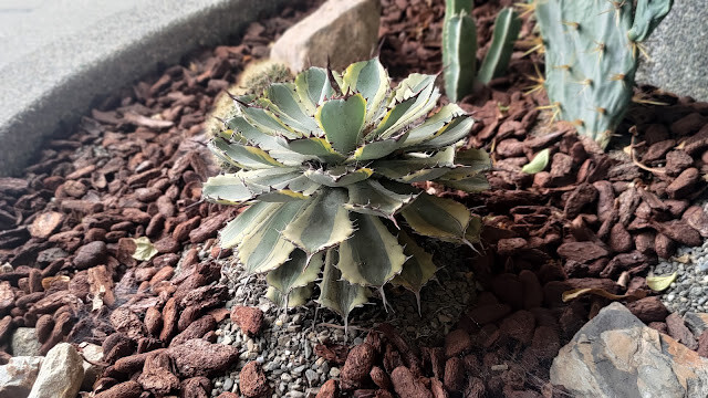 戶羽機關車園區 - 植栽造景 (多肉植物)