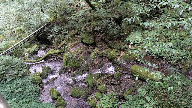 拉拉山國家森林遊樂區 - 迷霧森林之旅