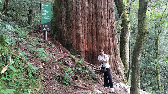 拉拉山國家森林遊樂區 - 神木14號