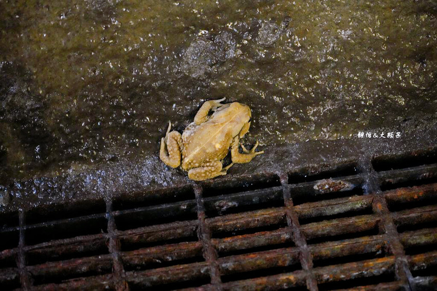 新北旅遊景點 ❙ 福隆舊草嶺隧道自行車漫遊,福隆車站鄉野便當