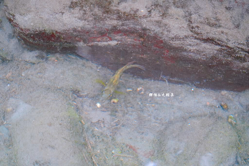 宜蘭玩水景點,羌仔埤,純天然湧泉,員山親子玩水、抓小魚小蝦秘