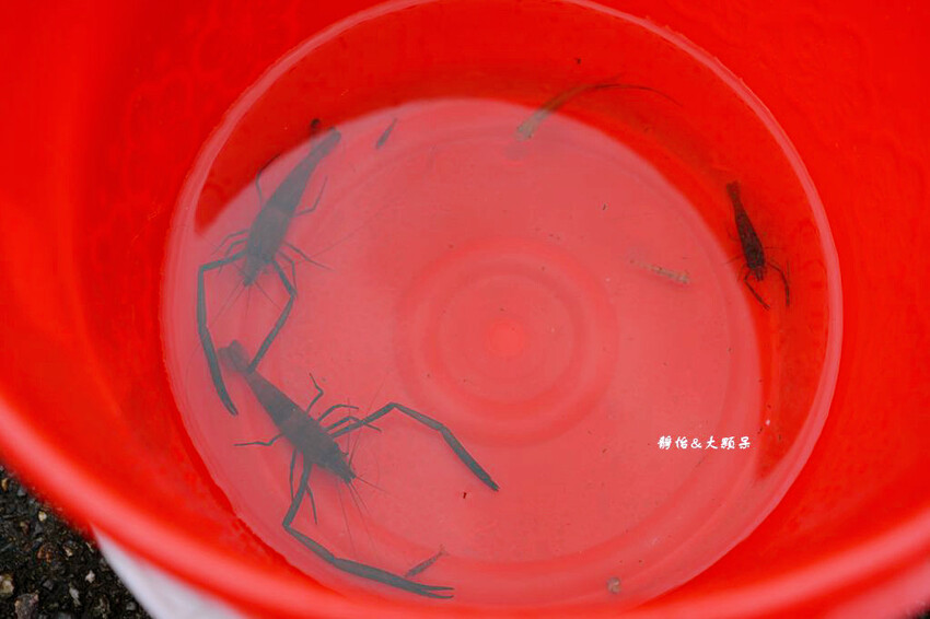 宜蘭玩水景點,羌仔埤,純天然湧泉,員山親子玩水、抓小魚小蝦秘