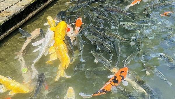 IMG_1516.jpg IMG_1516.jpg