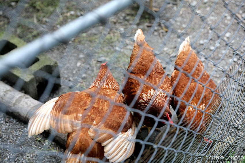 台中市和平區一起走進部落深度旅行！台中大安溪達觀部落 手作小米串DIY 部落饗宴－探索原味之旅 台中部落體驗一日遊