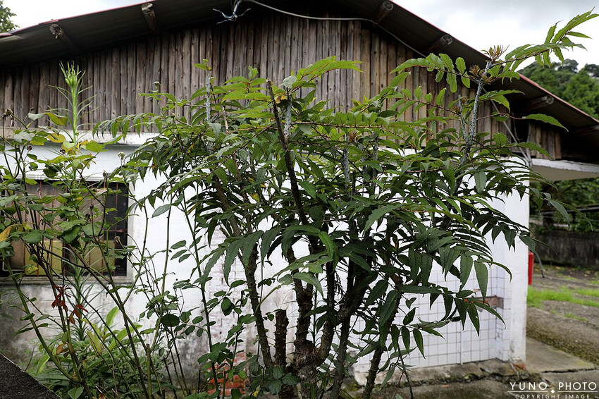 台中市和平區一起走進部落深度旅行！台中大安溪達觀部落 手作小米串DIY 部落饗宴－探索原味之旅 台中部落體驗一日遊