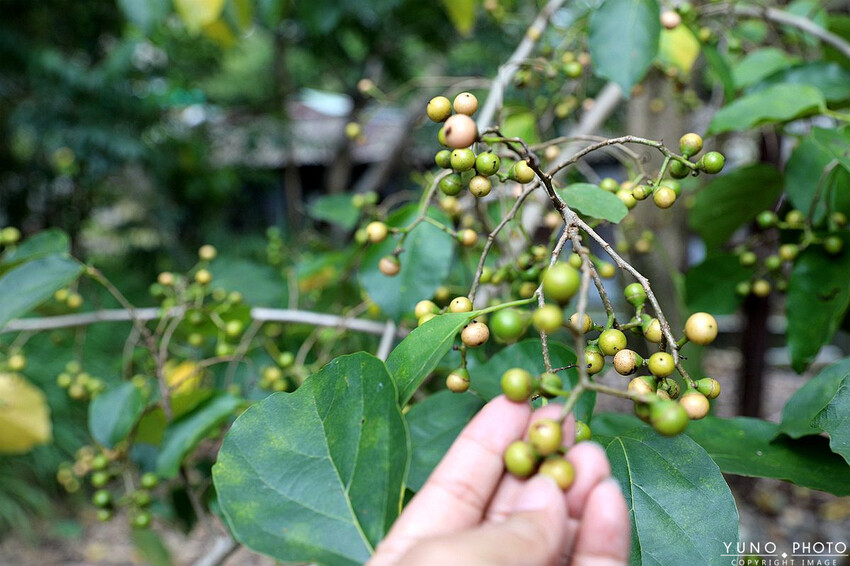 台中市和平區一起走進部落深度旅行！台中大安溪達觀部落 手作小米串DIY 部落饗宴－探索原味之旅 台中部落體驗一日遊