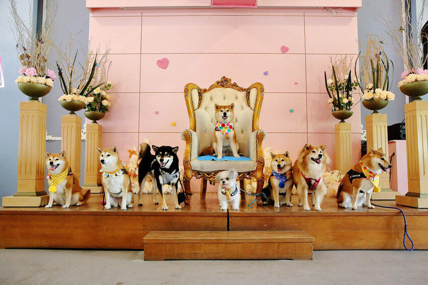 雲林古坑粉紅泡泡,雲林十大打卡聖地,雲林絕對不能錯過的景點,