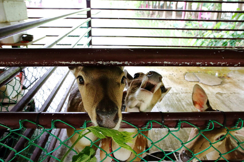雲林古坑粉紅泡泡,雲林十大打卡聖地,雲林絕對不能錯過的景點,