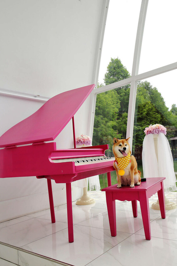 雲林古坑粉紅泡泡,雲林十大打卡聖地,雲林絕對不能錯過的景點,