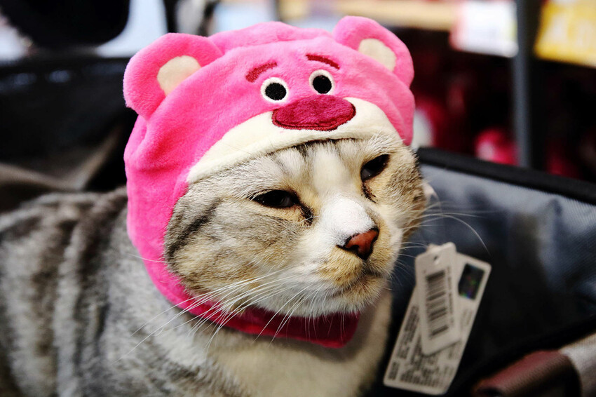 嘉義KHTOY絨毛玩偶旗艦館，正版授權絨毛玩偶專賣店，超過1