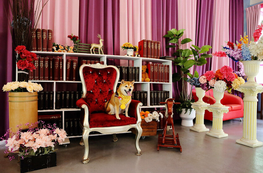 雲林古坑粉紅泡泡,雲林十大打卡聖地,雲林絕對不能錯過的景點,