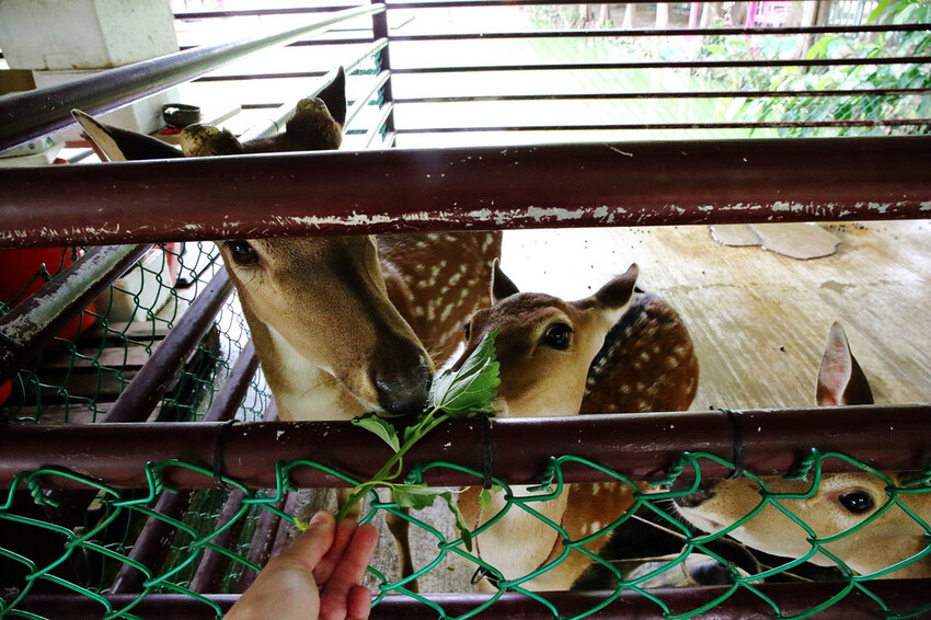 雲林古坑粉紅泡泡,雲林十大打卡聖地,雲林絕對不能錯過的景點,