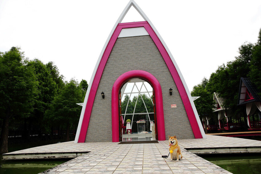 雲林古坑粉紅泡泡,雲林十大打卡聖地,雲林絕對不能錯過的景點,