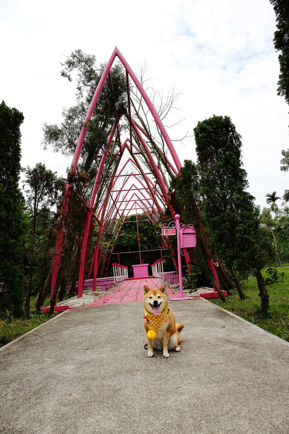 雲林古坑粉紅泡泡,雲林十大打卡聖地,雲林絕對不能錯過的景點,